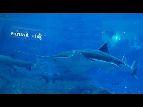 Dubai mall fish aquarium #fishing #aquaquarium uarium #burjkhalifa #viral #youtubeshorts