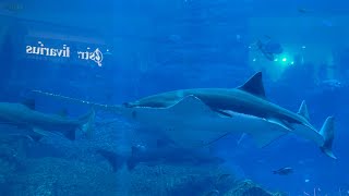 Dubai mall fish aquarium #fishing #aquaquarium uarium #burjkhalifa #viral #youtubeshorts
