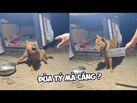 Tin Việt 2026 Mới Nhất | Đọc Suy Nghĩ Động Vật Cười Vỡ Bụng ✔🔥