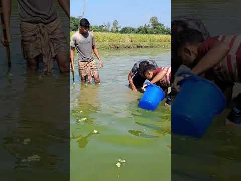 পুকুরে #বড় #মাছ লাফালাফি করতেছে