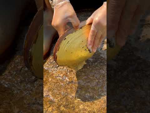 #pearl #relax #animals #fishing #fish。Qi Pearl。Clean lake water. Pearl oyster. shell pearls