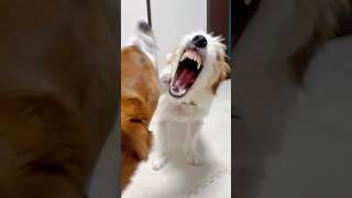 犬ってほぼ猛獣と変わらない#shorts #犬