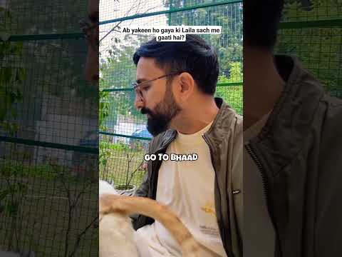 Laila Sach me singer hai ab Maan Gaye? #animallover #catvideos #animalloverforlife