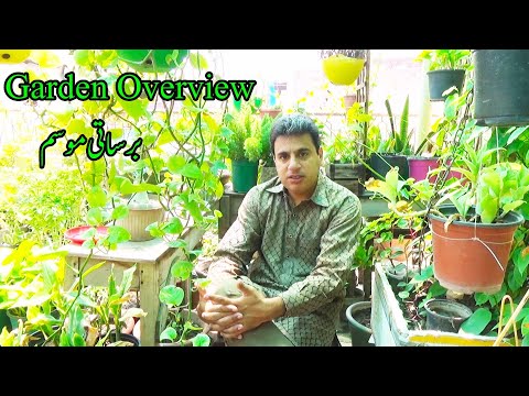 Don't Make This MISTAKE with Your Vegetable and Tropical Garden in the Rainy Season