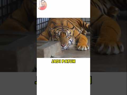Harimau Takut Ke Kakek?, Aneh!.