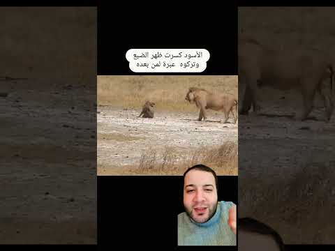 #الاسد #الأسد #الضبع #المغاربة #اكسبلور #دويتو #المغربية #تيك_توك #funny #humour #ترند #comedy