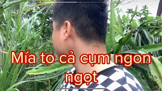 Mía to cả cụm ngon ngọt