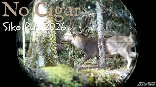 'No Cigar' Sika Rut 2026