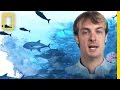 Understanding the Ocean's Crisis