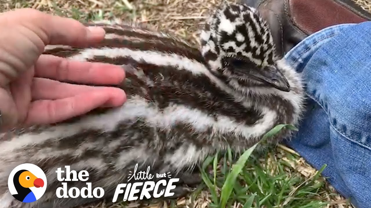 Baby Emu is 100% Perfect Little But Fierce
