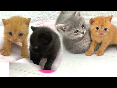 Adopted Kitten Meets Little Kitten Gang