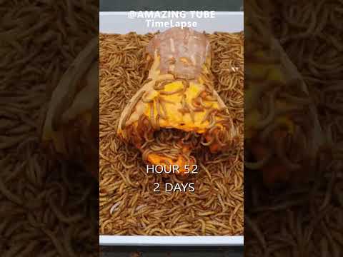 10.000 Worms VS Pumpkin