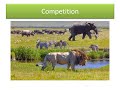 Ecosystem Relationships and Dynamics