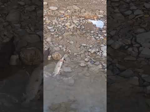 Мал зверь, да прожорлив🐭🐟#рыбалка #норка #щука