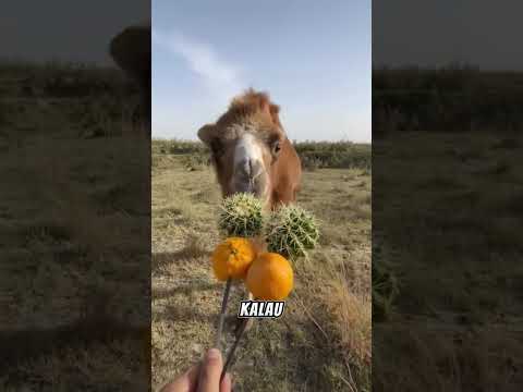 Kaktus