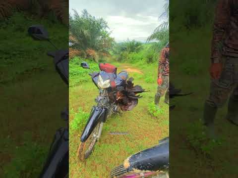 panen ayam hutan