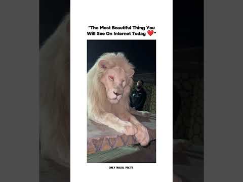 Lion Listening Qur'an ❣️ #shorts #viral #trending #shortsfeed #lion #quran #islamic #youtubeshorts