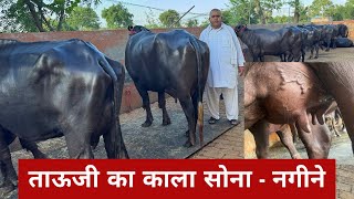 ताऊजी का साम्राज्य शानदार भैंसों का तबेला - Farmer Special – Buffaloes for Sale with Full Details!
