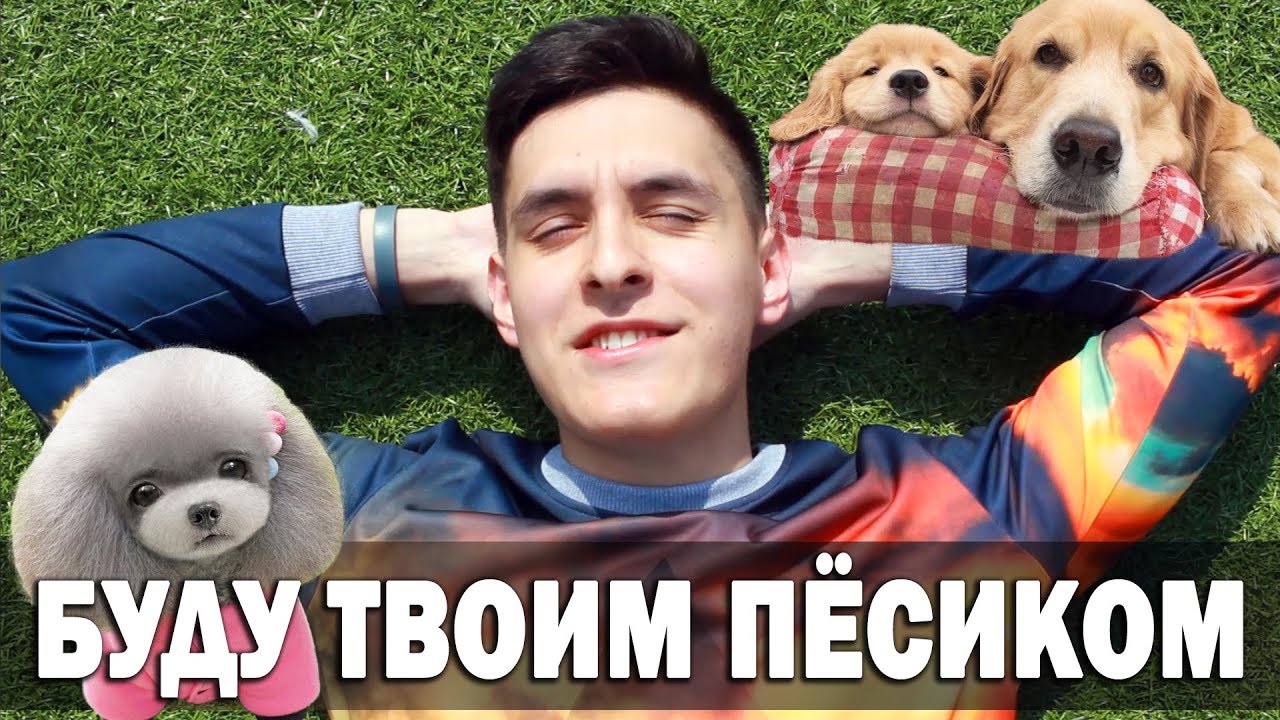 ЛЮБИМАЯ ПЕСНЯ ТВОЕЙ ДЕВУШКИ - Funny Dogs Video - Песня про пёсика на укулеле