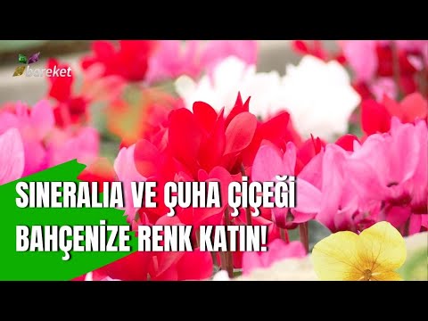 Sineralia (Cemali Güzel) & Çuha Çiçeği İçin En Etkili Yetiştirme Yöntemleri