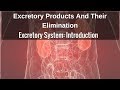 Excretory Systems in Organisms