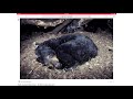 Animal Adaptations and Their Functions