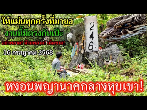 ล่าสุด! 246 - 91 #หงอนพญานาค กลางหุบเขาใหญ่ #ลุยเดี่ยว ตามต่อเเม่นทุกครั้งที่มาขอ 16 ก.ค.68