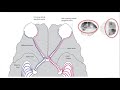 Visual Pathway and Field Defects