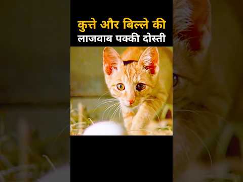 कुत्ते और बिल्ले की लाजवाब दोस्ती #shorts