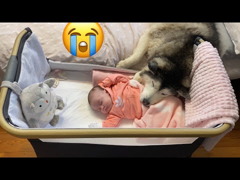 Husky Checks Newborn Baby Is Okay! Then Cuddles & Refuses To Leave!! [CUTEST VIDEO!!]