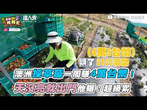 【澳洲採草莓一周賺4萬台幣！天沒亮就出門他曝：超級累】｜@澳洲邦邦忙