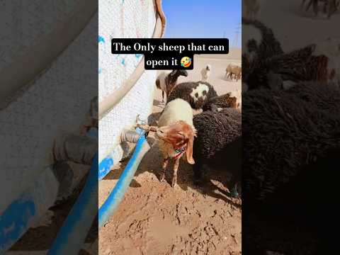The SMARTEST sheep in the world? 🐑 #SHEEP #SMART #shorts #viral