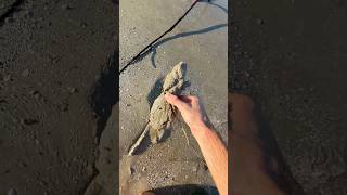 I found something WEIRD at the beach! 😳