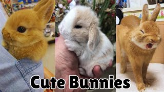 Cute Rabbits Babies Will Bring Smile on Your Face☺😀