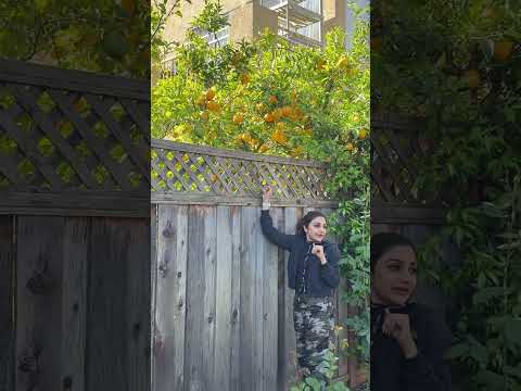 😄😄😄sweet memories #orange #fruitcutting #fruits #concerts #usa #sanjose house of Shibu baby ❤️😄