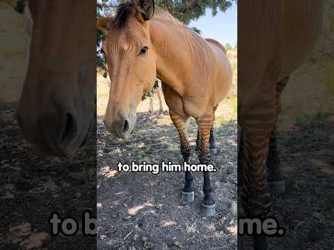 Rescued Zorse Loves To Get His Ears Scratched! #shorts #animals #horse #zebra #animallover #thekoala