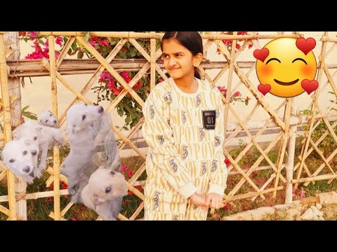 बिट्टू को मिले रास्ते में छोटे छोटे से डॉगी#viralvideos# #trending #youtube #viralvideos