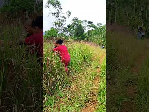 macam2 #comedy