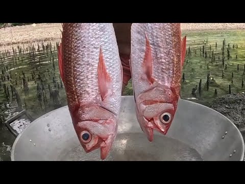 Fresh Tinolang isda sa Tabing Dagat! 😱