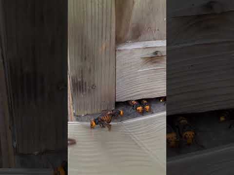 Catching giant hornets with a sticky sheet #pestcontrol