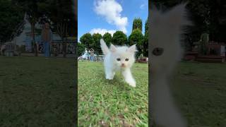 Blacky mbolang ke alun alun 😆 #cat #kitten #kucinglucu #anakkucing