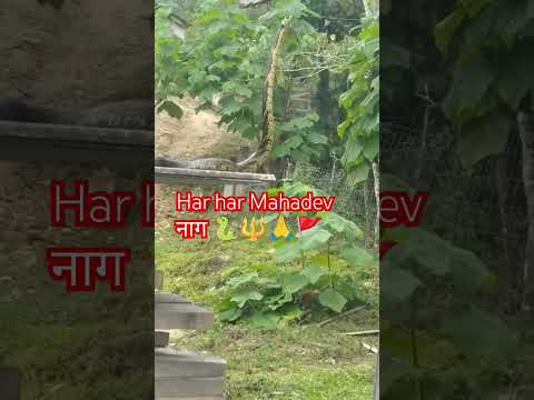 इच्छाधारी नाग ?? har har Mahadev ?#snake #video #funny #song #snakevide #