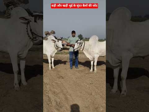दुनिया के सबसे सुंदर बैलों की जोट😍 बड़ी और खड़ी थुई के बैलों से खेत कमाई करता किसान #ytshorts #reels