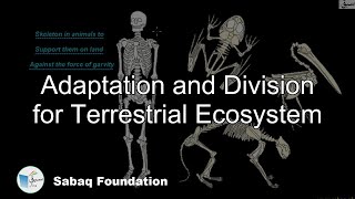 Adaptation and Division for Terrestrial Ecosystem
