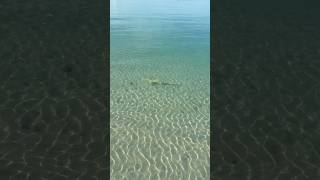 Saw a nurse shark 🦈 at our beach. It attacked some fish. Caught on camera 🎥 #sharkcam
