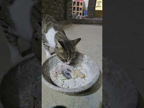 pigeon😮cat