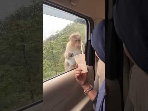 കൊരങ്ങൻ കാട്ടിയത് കണ്ടോ #shortvideo #shorts