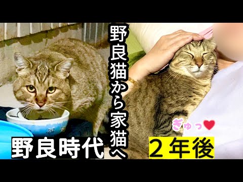 【成長記録】庭に住み着いた野良猫を保護して2年が経ちました