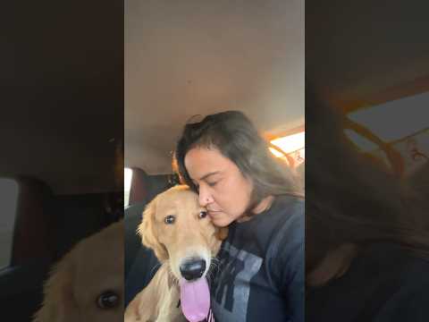#31 simba injured ho gya๐ฃโน๏ธ#shorts #ashortaday #minivlog #goldenretriever