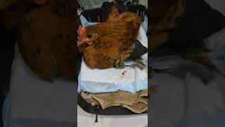 Una gallina maltratada